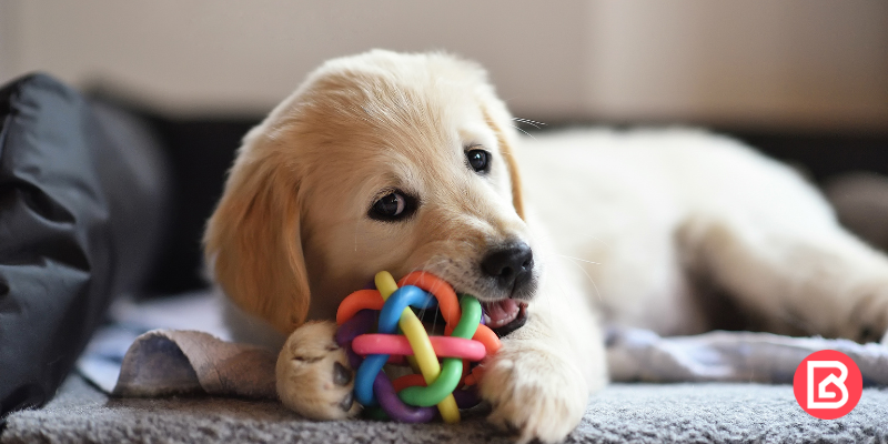 Consejos para proteger a tu cachorro de tu casa