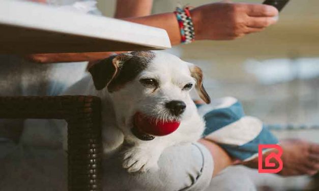 Consejos para proteger a tu cachorro de tu casa